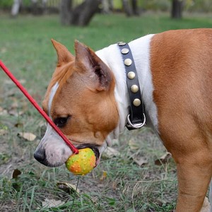 Мяч ø6 см на веревке для дрессировки амстаффа «Cheerful Pet»